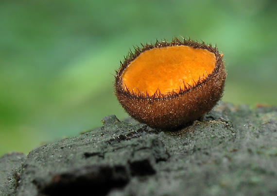 humária oranžová  Humaria aurantia (Clem.) Häffner, Benkert & Krisai