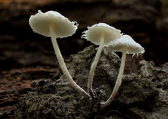 cystokožka ligotavá Cystolepiota seminuda (Lasch) Bon