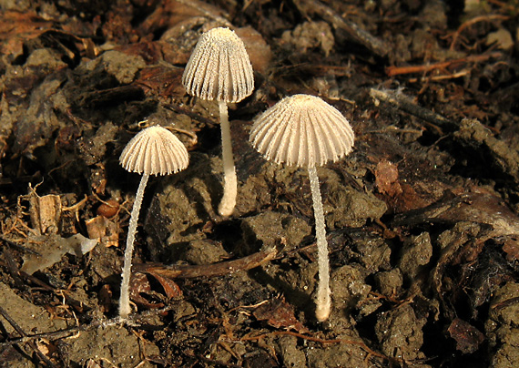 hnojník útlučký Coprinus bellulus Uljé