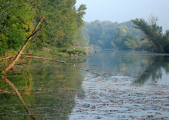 dunajský Polder a volavka a kormorán a.....