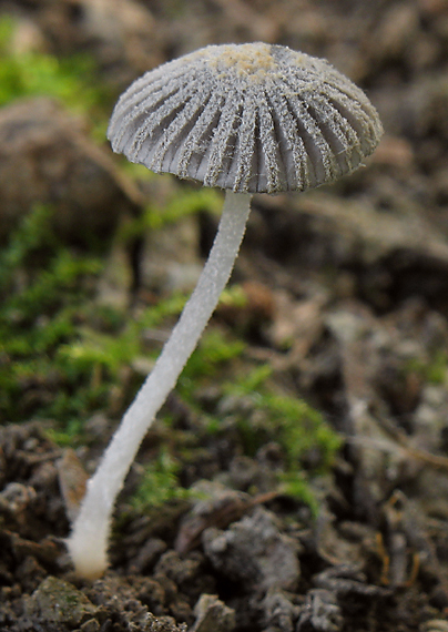 hnojník pavučinkový Coprinus cortinatus J.E. Lange