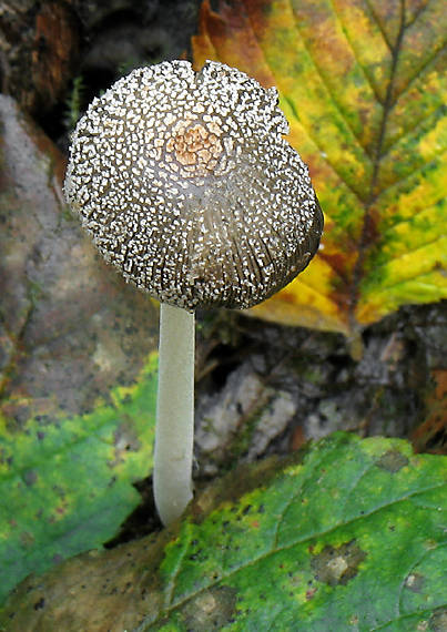 hnojník lúčový Coprinellus radians (Desm.) Vilgalys, Hopple & Jacq. Johnson