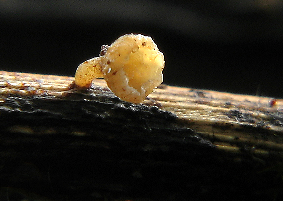 čiašočka byľová Hymenoscyphus herbarum (Pers.) Dennis