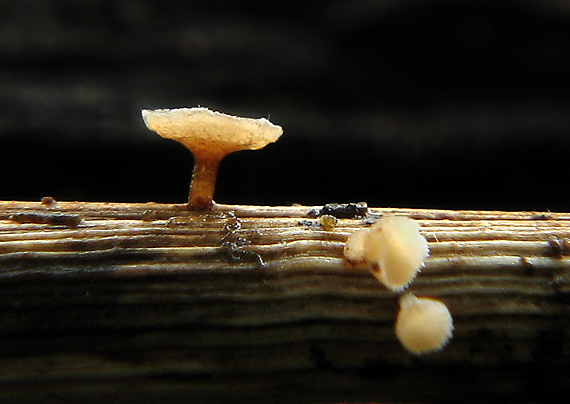 čiašočka byľová Hymenoscyphus herbarum (Pers.) Dennis