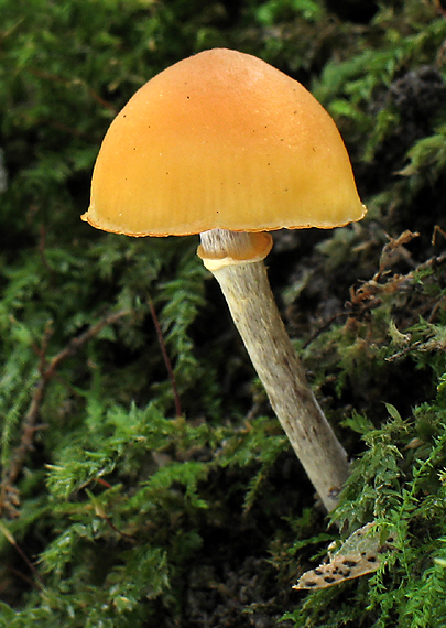 kapucňovka okrovohnedastá Galerina marginata (Batsch) Kühner