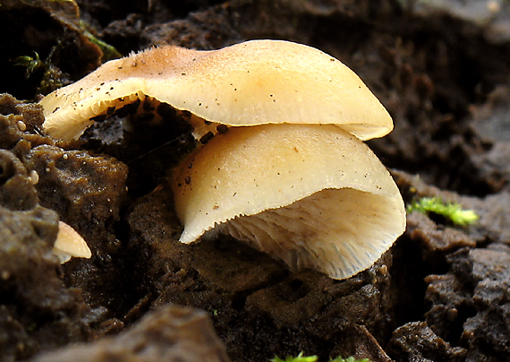 pahliva mäkká Crepidotus mollis (Schaeff.) Staude