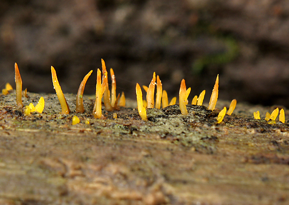 parôžkovec malý Calocera cornea (Fr.) Loud.