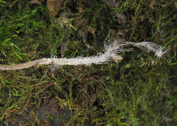 neznáma prilbička - báza hlúbika Mycena sp.