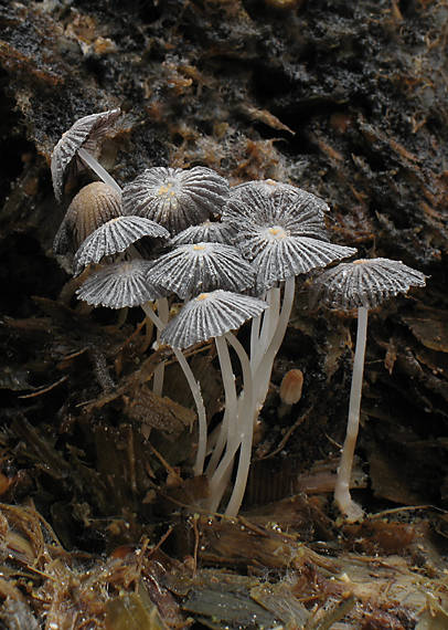 hnojník Patouillardov Coprinus patouillardii Quél.