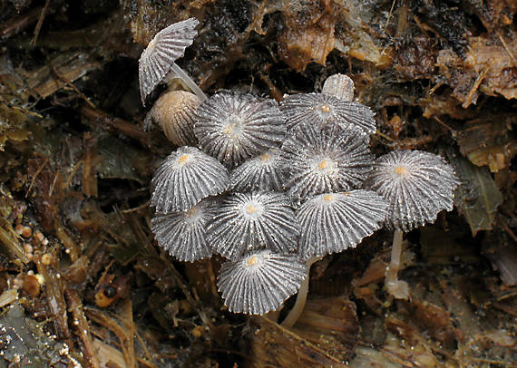 hnojník Patouillardov Coprinus patouillardii Quél.