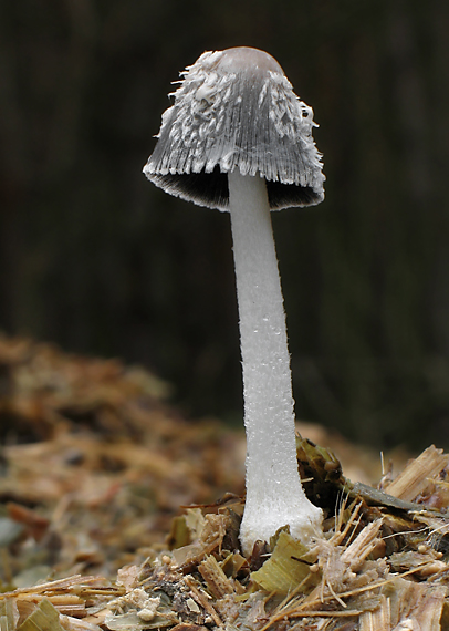 hnojník mrvový Coprinopsis cinerea (Schaeff.) Redhead, Vilgalys & Moncalvo