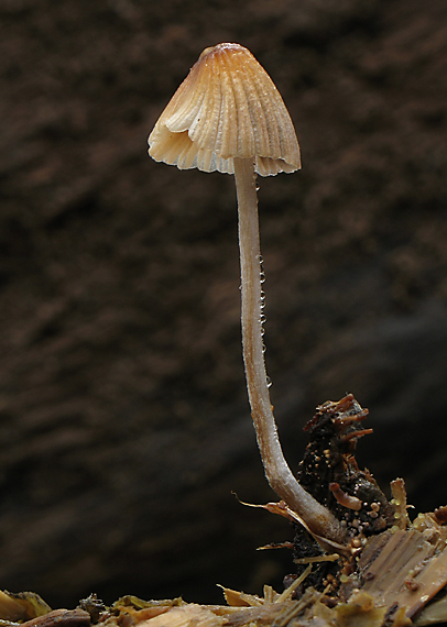 hnojník hranatovýtrusný Coprinellus marculentus (Britzelm.) Redhead, Vilgalys & Moncalvo