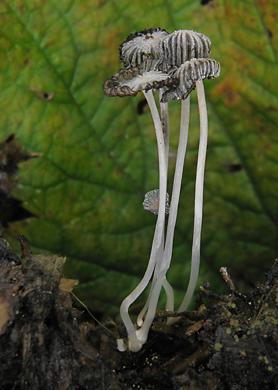 hnojník Patouillardov Coprinus patouillardii Quél.