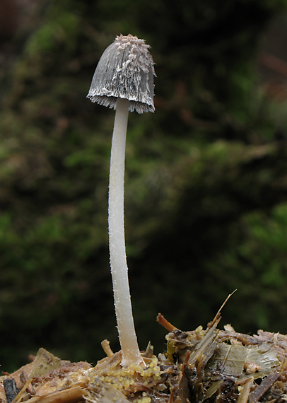 hnojník mrvový Coprinopsis cinerea (Schaeff.) Redhead, Vilgalys & Moncalvo