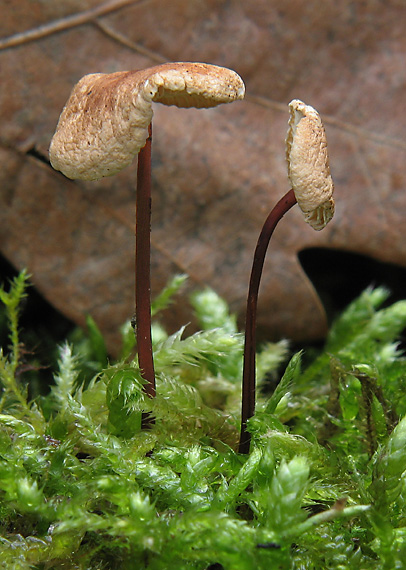 tanečnica orešcová Mycetinis scorodonius (Fr.) A.W. Wilson & Desjardin
