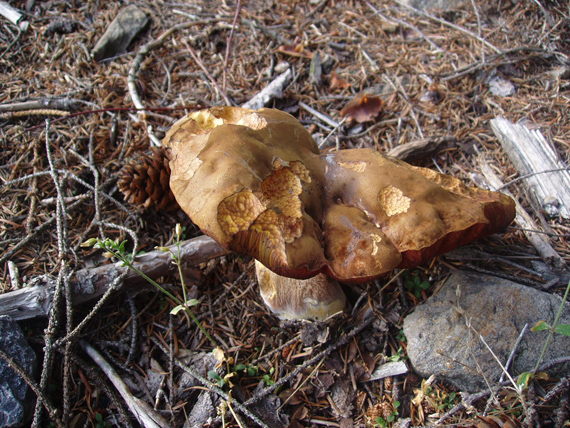 hríb zrnitohlúbikový Sutorius luridiformis (Rostk.) G. Wu & Zhu L. Yang