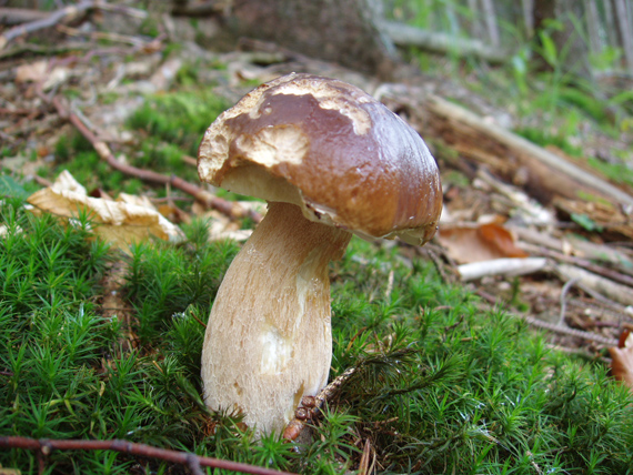 hríb smrekový Boletus edulis Bull.