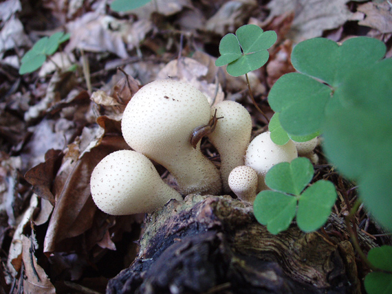 prášnica hruškovitá Lycoperdon pyriforme Schaeff.