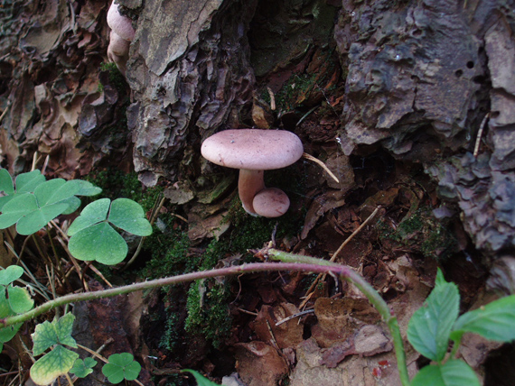 rýdzik Lactarius sp.