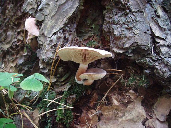 rýdzik Lactarius sp.