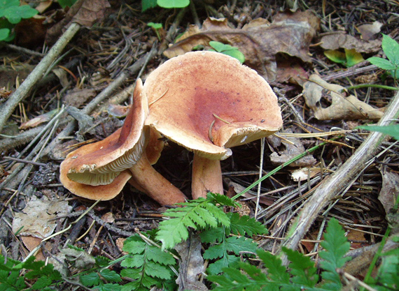 rýdzik Lactarius sp.