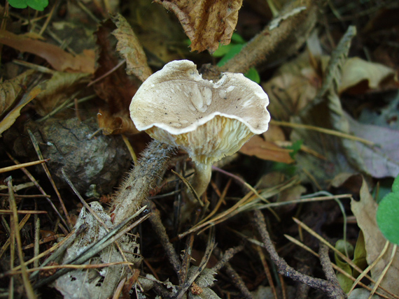 strmuľka Clitocybe sp.