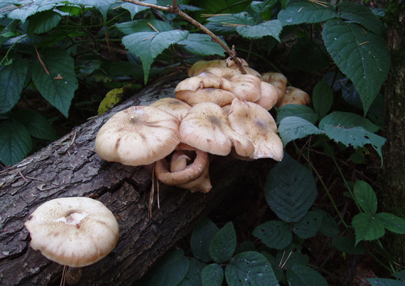 podpňovka Armillaria sp.