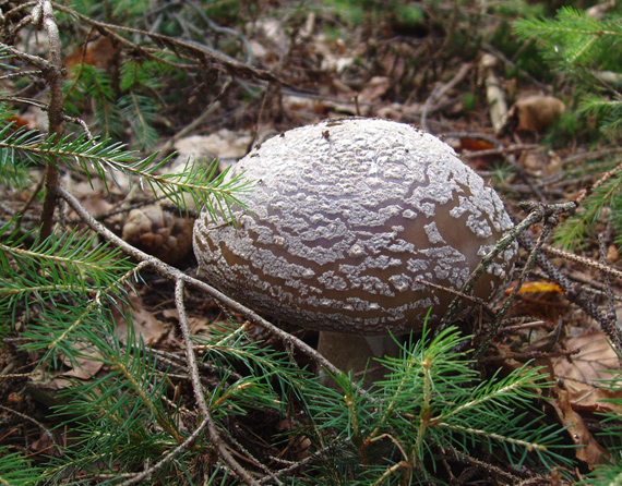 muchotrávka Amanita sp.