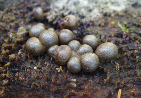 vlčinka červená Lycogala epidendrum (J.C. Buxb. ex L.) Fr.