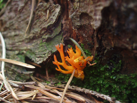 parôžkovec lepkavý Calocera viscosa (Pers.) Fr.