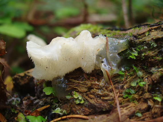 pajelenka želatínová Pseudohydnum gelatinosum (Scop.) P. Karst.