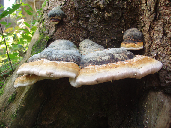 práchnovček pásikavý Fomitopsis pinicola (Sw.) P. Karst.