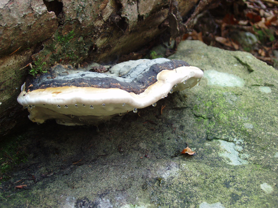 práchnovček pásikavý Fomitopsis pinicola (Sw.) P. Karst.