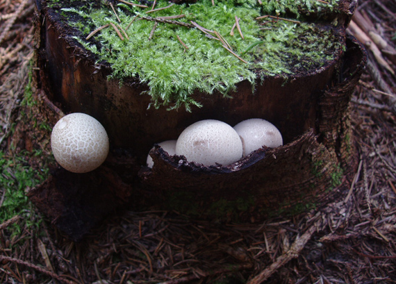 prášnica hruškovitá Lycoperdon pyriforme Schaeff.