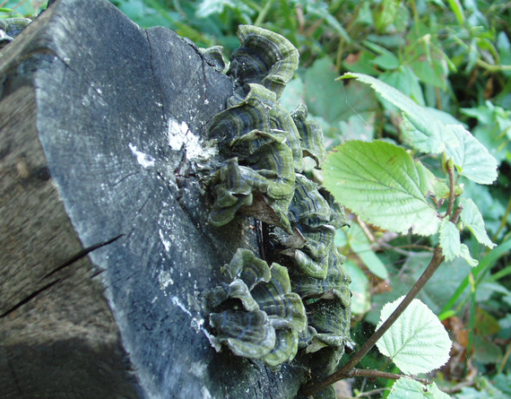 trúdnikovec pestrý Trametes versicolor (L.) Lloyd