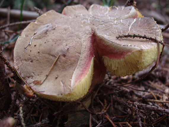 suchohríb žltomäsový Xerocomellus chrysenteron (Bull.) Šutara