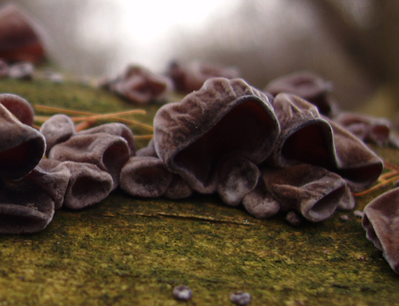 uchovec bazový Auricularia auricula-judae (Bull.) Quél.