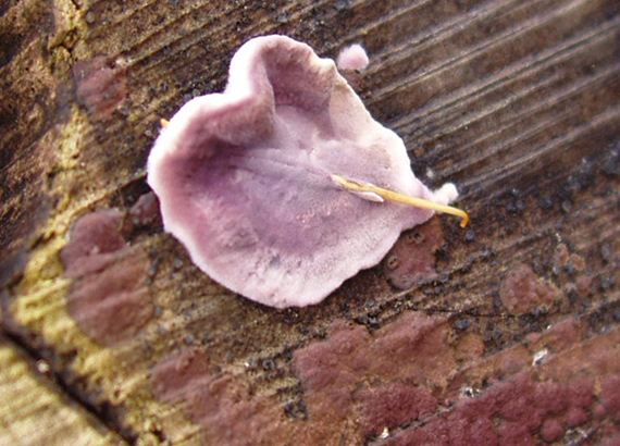 pevníkovec purpurový Chondrostereum purpureum (Pers.) Pouzar