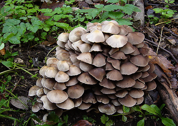 drobuľka Psathyrella sp.