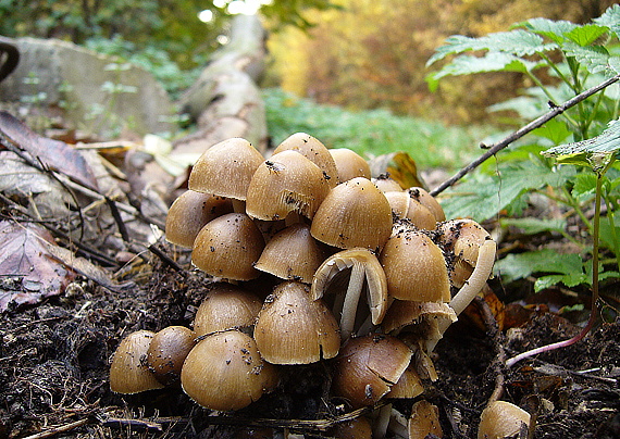 drobuľka Psathyrella sp.