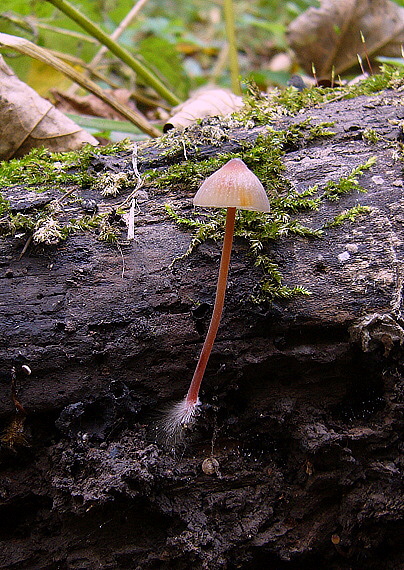 prilbička šafranová Mycena crocata (Schrad.) P. Kumm.