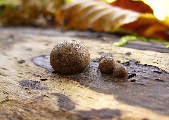 vlčinka Lycogala sp.