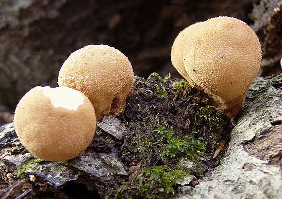 prášnica Lycoperdon sp.