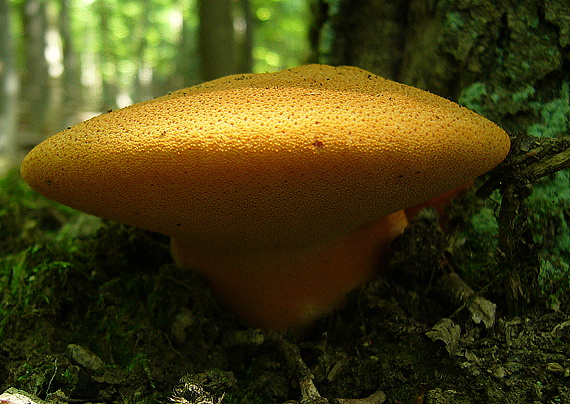 pečeňovec dubový Fistulina hepatica (Schaeff.) With.