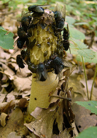 hadovka smradľavá Phallus impudicus L.