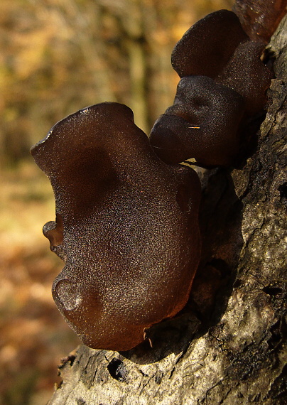 uchovec bazový Auricularia auricula-judae (Bull.) Quél.