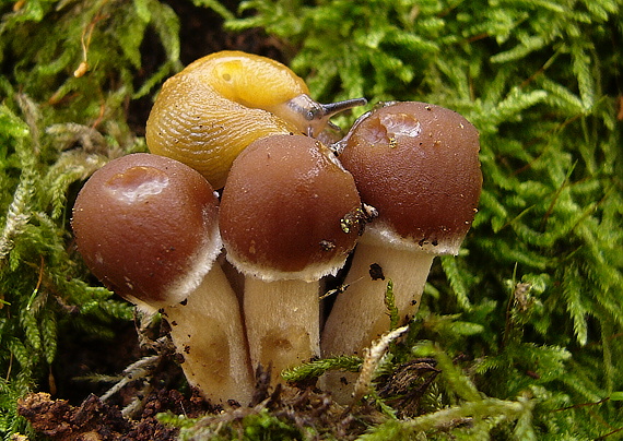 drobuľka vodomilná Psathyrella piluliformis (Bull.) P.D. Orton