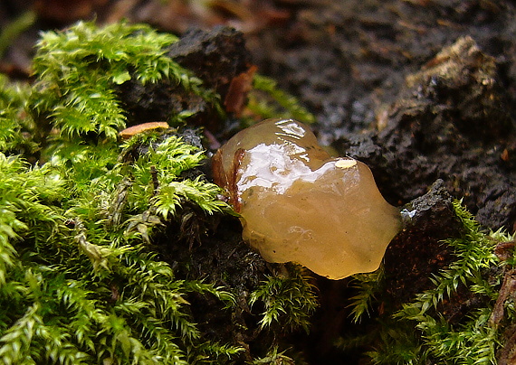 rôsolovka Tremella sp.