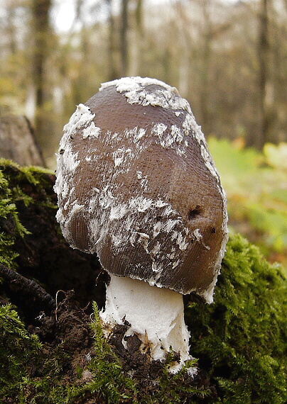 hnojník strakatý Coprinopsis picacea (Bull.) Redhead, Vilgalys & Moncalvo