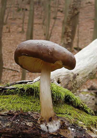 štítovka jelenia Pluteus cervinus (Schaeff.) P. Kumm.